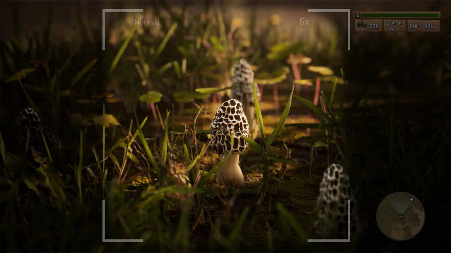 羊肚菌:狩猎/Morels: The Hunt