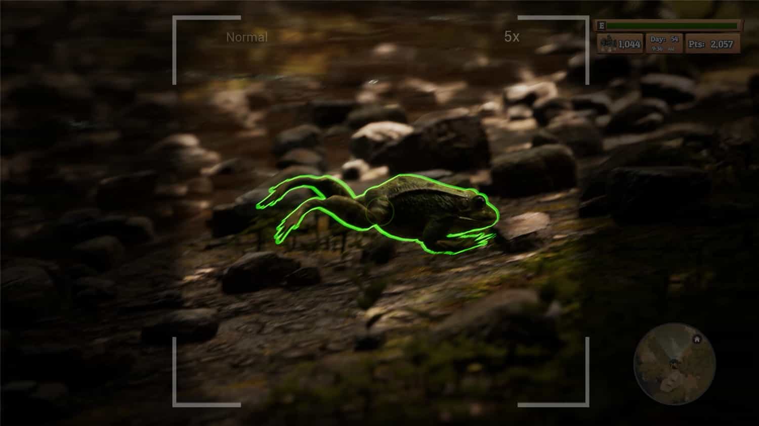 羊肚菌:狩猎/Morels: The Hunt