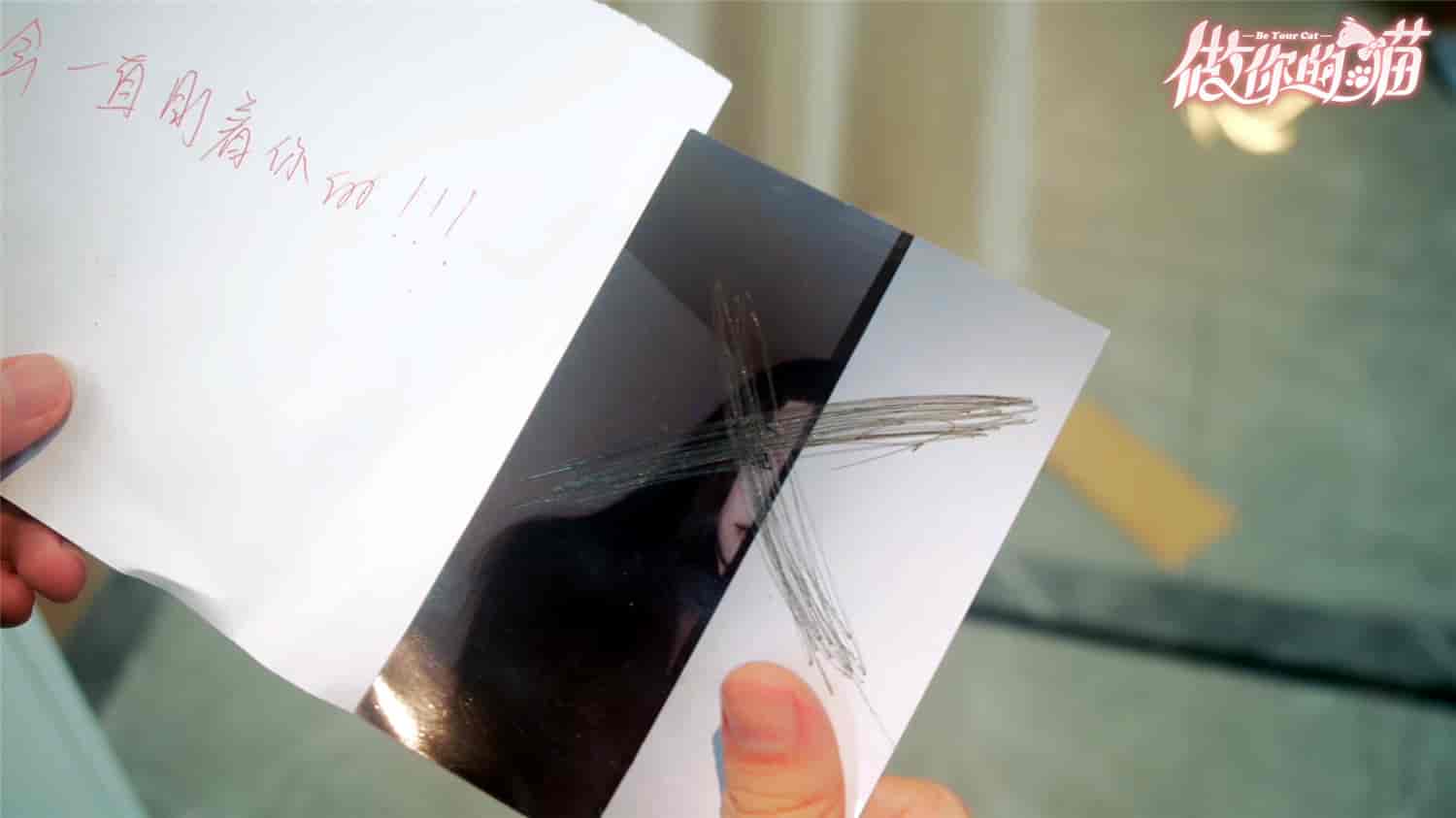 做你的猫/BeYourCat